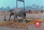 Immagine di Elephant trasferito in aereo Il Vietnam, 1968, secondo 28 filmato di repertorio 65675067652