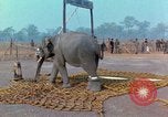 Immagine di Elephant trasferito in aereo Il Vietnam, 1968, secondo 29 filmato di repertorio 65675067652