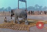 Immagine di Elephant trasferito in aereo Il Vietnam, 1968, secondo 30 filmato di repertorio 65675067652