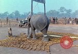 Immagine di Elephant trasferito in aereo Il Vietnam, 1968, secondo 31 filmato di repertorio 65675067652