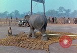 Immagine di Elephant trasferito in aereo Il Vietnam, 1968, secondo 32 filmato di repertorio 65675067652