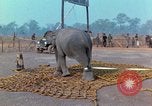 Immagine di Elephant trasferito in aereo Il Vietnam, 1968, secondo 33 filmato di repertorio 65675067652