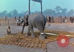 Immagine di Elephant trasferito in aereo Il Vietnam, 1968, secondo 34 filmato di repertorio 65675067652