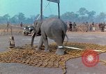Immagine di Elephant trasferito in aereo Il Vietnam, 1968, secondo 35 filmato di repertorio 65675067652