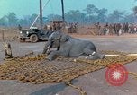 Immagine di Elephant trasferito in aereo Il Vietnam, 1968, secondo 36 filmato di repertorio 65675067652