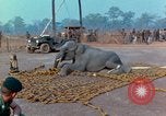Immagine di Elephant trasferito in aereo Il Vietnam, 1968, secondo 37 filmato di repertorio 65675067652