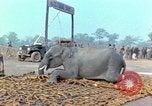 Immagine di Elephant trasferito in aereo Il Vietnam, 1968, secondo 38 filmato di repertorio 65675067652