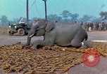 Immagine di Elephant trasferito in aereo Il Vietnam, 1968, secondo 39 filmato di repertorio 65675067652