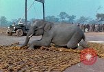 Immagine di Elephant trasferito in aereo Il Vietnam, 1968, secondo 40 filmato di repertorio 65675067652