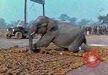 Immagine di Elephant trasferito in aereo Il Vietnam, 1968, secondo 41 filmato di repertorio 65675067652