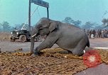 Immagine di Elephant trasferito in aereo Il Vietnam, 1968, secondo 42 filmato di repertorio 65675067652
