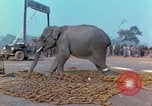 Immagine di Elephant trasferito in aereo Il Vietnam, 1968, secondo 43 filmato di repertorio 65675067652