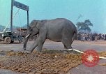 Immagine di Elephant trasferito in aereo Il Vietnam, 1968, secondo 44 filmato di repertorio 65675067652