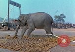 Immagine di Elephant trasferito in aereo Il Vietnam, 1968, secondo 45 filmato di repertorio 65675067652