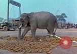 Immagine di Elephant trasferito in aereo Il Vietnam, 1968, secondo 46 filmato di repertorio 65675067652