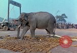 Immagine di Elephant trasferito in aereo Il Vietnam, 1968, secondo 47 filmato di repertorio 65675067652
