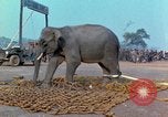 Immagine di Elephant trasferito in aereo Il Vietnam, 1968, secondo 48 filmato di repertorio 65675067652