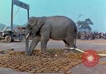 Immagine di Elephant trasferito in aereo Il Vietnam, 1968, secondo 49 filmato di repertorio 65675067652