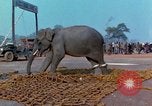 Immagine di Elephant trasferito in aereo Il Vietnam, 1968, secondo 50 filmato di repertorio 65675067652