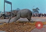Immagine di Elephant trasferito in aereo Il Vietnam, 1968, secondo 51 filmato di repertorio 65675067652