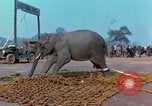 Immagine di Elephant trasferito in aereo Il Vietnam, 1968, secondo 52 filmato di repertorio 65675067652