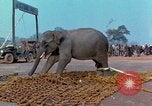 Immagine di Elephant trasferito in aereo Il Vietnam, 1968, secondo 53 filmato di repertorio 65675067652