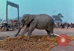 Immagine di Elephant trasferito in aereo Il Vietnam, 1968, secondo 54 filmato di repertorio 65675067652