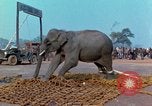 Immagine di Elephant trasferito in aereo Il Vietnam, 1968, secondo 55 filmato di repertorio 65675067652