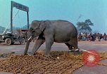Immagine di Elephant trasferito in aereo Il Vietnam, 1968, secondo 56 filmato di repertorio 65675067652