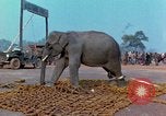 Immagine di Elephant trasferito in aereo Il Vietnam, 1968, secondo 57 filmato di repertorio 65675067652