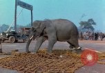 Immagine di Elephant trasferito in aereo Il Vietnam, 1968, secondo 58 filmato di repertorio 65675067652