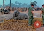 Immagine di Elephant trasferito in aereo Il Vietnam, 1968, secondo 62 filmato di repertorio 65675067652