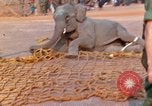 Image of elephant airlifted Vietnam, 1968, second 36 stock footage video 65675067653