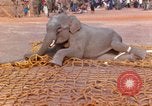Image of elephant airlifted Vietnam, 1968, second 37 stock footage video 65675067653