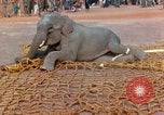 Image of elephant airlifted Vietnam, 1968, second 38 stock footage video 65675067653