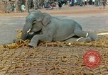 Image of elephant airlifted Vietnam, 1968, second 39 stock footage video 65675067653