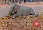 Image of elephant airlifted Vietnam, 1968, second 40 stock footage video 65675067653