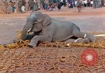 Image of elephant airlifted Vietnam, 1968, second 41 stock footage video 65675067653