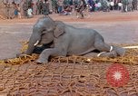 Image of elephant airlifted Vietnam, 1968, second 42 stock footage video 65675067653