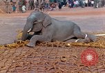 Image of elephant airlifted Vietnam, 1968, second 43 stock footage video 65675067653