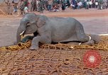 Image of elephant airlifted Vietnam, 1968, second 44 stock footage video 65675067653