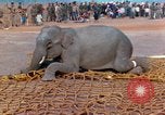 Image of elephant airlifted Vietnam, 1968, second 45 stock footage video 65675067653