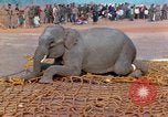 Image of elephant airlifted Vietnam, 1968, second 46 stock footage video 65675067653