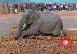 Image of elephant airlifted Vietnam, 1968, second 47 stock footage video 65675067653