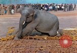 Image of elephant airlifted Vietnam, 1968, second 48 stock footage video 65675067653