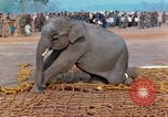 Image of elephant airlifted Vietnam, 1968, second 50 stock footage video 65675067653