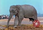 Image of elephant airlifted Vietnam, 1968, second 51 stock footage video 65675067653