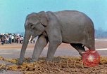 Image of elephant airlifted Vietnam, 1968, second 52 stock footage video 65675067653
