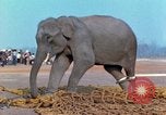 Image of elephant airlifted Vietnam, 1968, second 53 stock footage video 65675067653