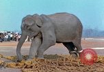 Image of elephant airlifted Vietnam, 1968, second 54 stock footage video 65675067653